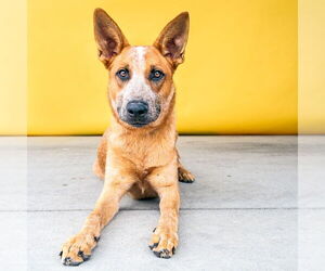 Mutt Dogs for adoption in Pasadena, CA, USA