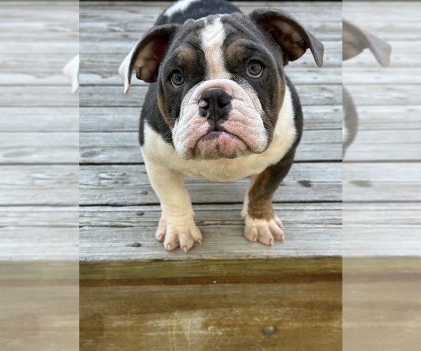 Medium Photo #1 American Bully Puppy For Sale in COLLEGE PARK, MD, USA
