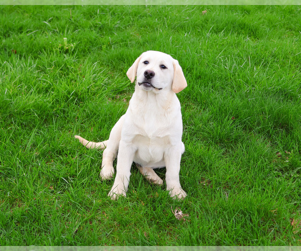 Medium Photo #6 Labrador Retriever Puppy For Sale in SYRACUSE, IN, USA