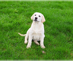 Small #5 Labrador Retriever