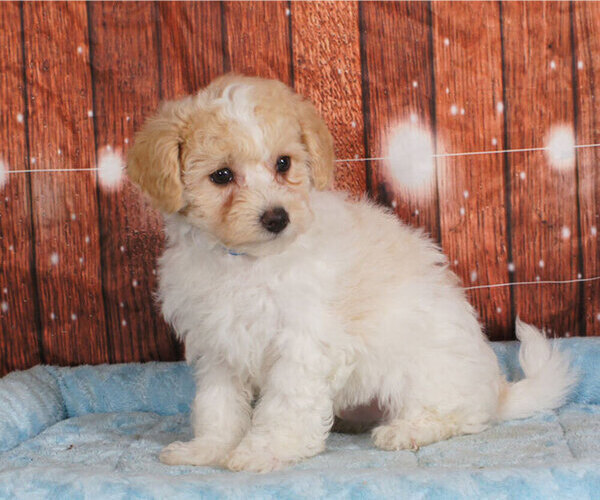 Medium Photo #1 Poochon Puppy For Sale in PENNS CREEK, PA, USA