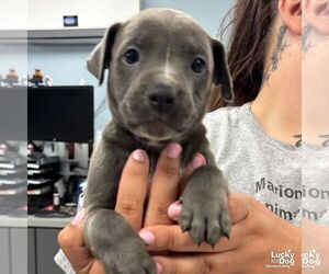Mutt Dogs for adoption in Washington, DC, USA