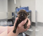 Small #1 Mutt