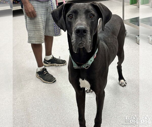 Medium Photo #2 Great Dane-Unknown Mix Puppy For Sale in Washington, DC, USA