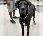 Small #1 Great Dane Mix