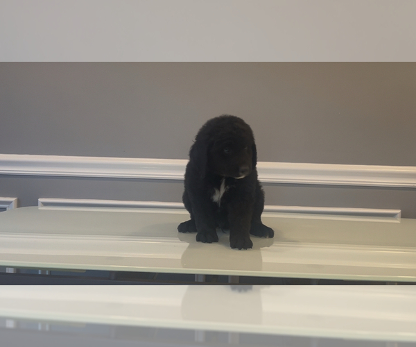 Medium Photo #45 Bernedoodle-Labradoodle Mix Puppy For Sale in MILFORD, NJ, USA