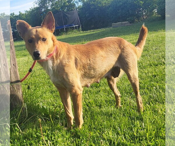 Medium Photo #11 Australian Kelpie-Golden Retriever Mix Puppy For Sale in Germantown, OH, USA