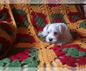 Schnauzer (Miniature) Puppy for sale in POWHATAN, VA, USA