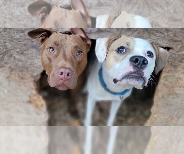 Medium Photo #4 American Staffordshire Terrier-Unknown Mix Puppy For Sale in Arlington, VA, USA