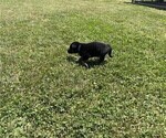 Small Photo #3 German Shepherd Dog Puppy For Sale in AND, SC, USA