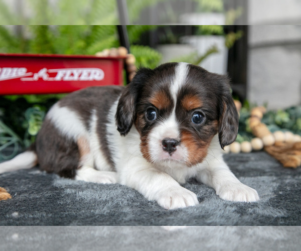 Medium Photo #3 Cavalier King Charles Spaniel Puppy For Sale in NARVON, PA, USA