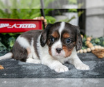 Small Photo #10 Cavalier King Charles Spaniel Puppy For Sale in NARVON, PA, USA