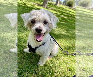 Maltipoo Dogs for adoption in Mission Viejo, CA, USA