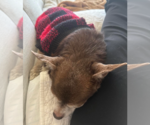 Small #2 Chihuahua Mix