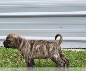 American Bully Puppy for Sale in TRENTON, Florida USA