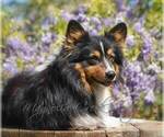 Small #3 Pembroke Welsh Corgi