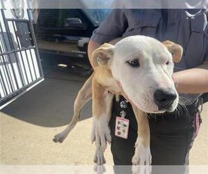 American Pit Bull Terrier Dogs for adoption in Houston, TX, USA