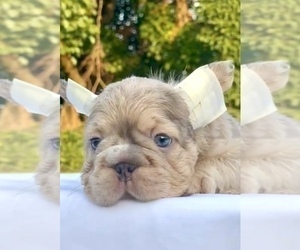 French Bulldog Puppy for sale in PASADENA, CA, USA