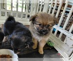 Puppy Big Sam Adams Yoranian