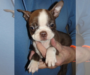 Boston Terrier Puppy for Sale in BEND, Oregon USA