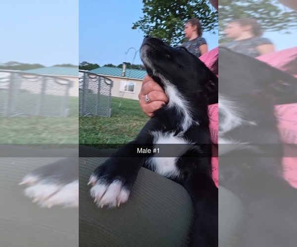 Medium Photo #3 Aussiedor Puppy For Sale in COOPERSTOWN, PA, USA