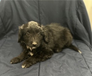 Miniature Australian Shepherd-Poodle (Toy) Mix Puppy for sale in WAUZEKA, WI, USA