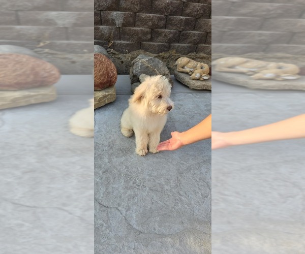 Medium Photo #4 Double Doodle Puppy For Sale in HESPERIA, CA, USA