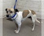 A597838 - Male Chihuahua Dog for Adoption - Small photo