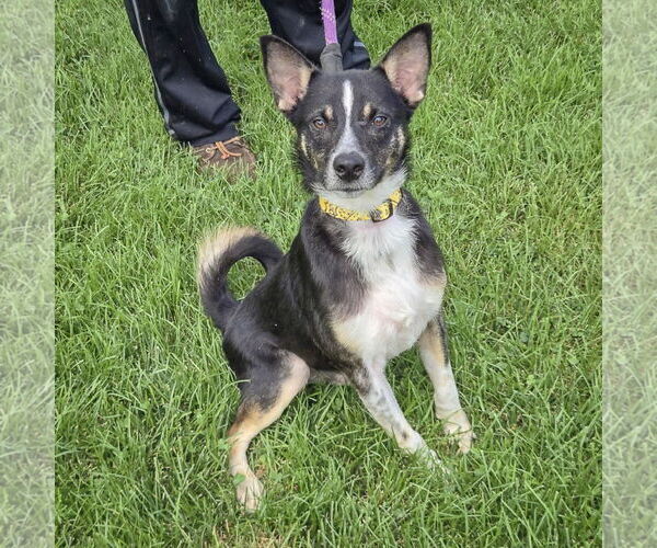 Medium Photo #4 Australian Shepherd-Unknown Mix Puppy For Sale in Huntley, IL, USA