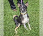 Small #3 Australian Shepherd Mix