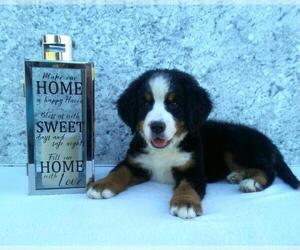 Bernese Mountain Dog Puppy for sale in FREDERICKSBG, OH, USA