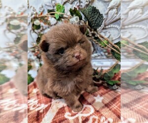 Pomeranian Puppy for sale in CLOVIS, CA, USA