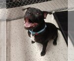Small #11 American Pit Bull Terrier