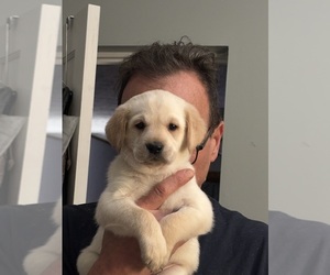 Golden Labrador Puppy for sale in CANTON, MI, USA