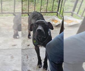 Mutt Dogs for adoption in San Antonio, TX, USA