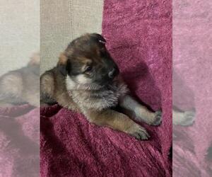 German Shepherd Dog Puppy for Sale in GREENWOOD, Wisconsin USA