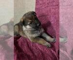 Small German Shepherd Dog