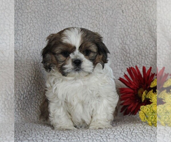 Medium Photo #1 Shih Tzu Puppy For Sale in NARVON, PA, USA