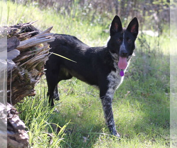 Medium Photo #3 Mutt Puppy For Sale in Paso Robles, CA, USA