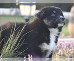 Puppy Kenlie Australian Shepherd
