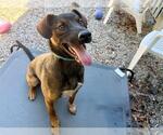 Small #1 Mutt