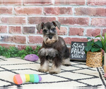 Small #5 Schnauzer (Miniature)