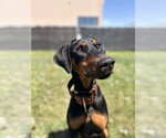 Small #3 Doberman Pinscher