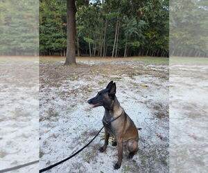 Mak - Located in North Carolina - Female Mutt Dog for Adoption - Photo #4