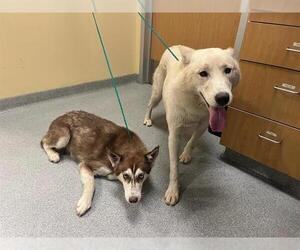 Medium Siberian Husky