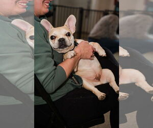 Brussels - Male French Bulldog Dog for Adoption - Photo #2