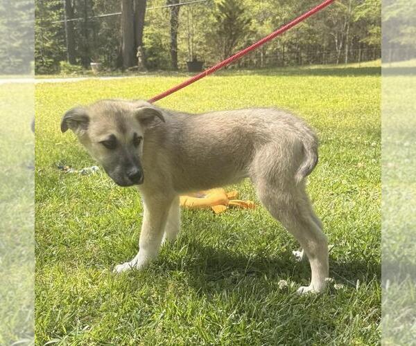 Medium Photo #3 German Shepherd Dog-Great Pyrenees Mix Puppy For Sale in Yardley, PA, USA