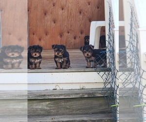 Yorkshire Terrier Puppy for sale in COLUMBIA, PA, USA