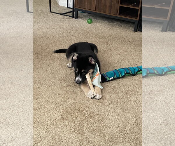 Medium Photo #8 Siberian Husky-Unknown Mix Puppy For Sale in Holly Springs, NC, USA
