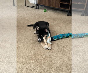 Gaffer (Soccer Litter) - Female Siberian Husky-Unknown Mix Dog for Adoption - Photo #8